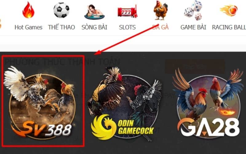 Chọn đá gà và lựa chọn SV388 Chọn đá gà và lựa chọn SV388