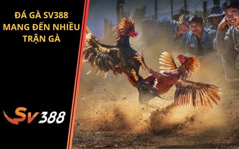 Đá gà SV388 mang đến nhiều trận gà và đặt cược trực tiếp Đá gà SV388 mang đến nhiều trận gà và đặt cược trực tiếp
