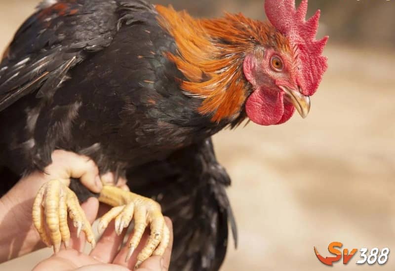 Cách chăm sóc gà bị cựa chi tiết Cách chăm sóc gà bị cựa chi tiết