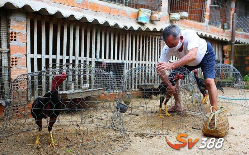 Cách nuôi gà đá bo lớn hiệu quả chia làm 3 giai đoạn Cách nuôi gà đá bo lớn hiệu quả chia làm 3 giai đoạn