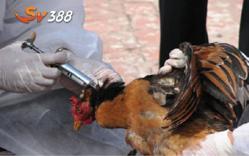 Cách nuôi gà đá bo lớn quan trọng là phải phòng ngừa các dịch bệnh Cách nuôi gà đá bo lớn quan trọng là phải phòng ngừa các dịch bệnh