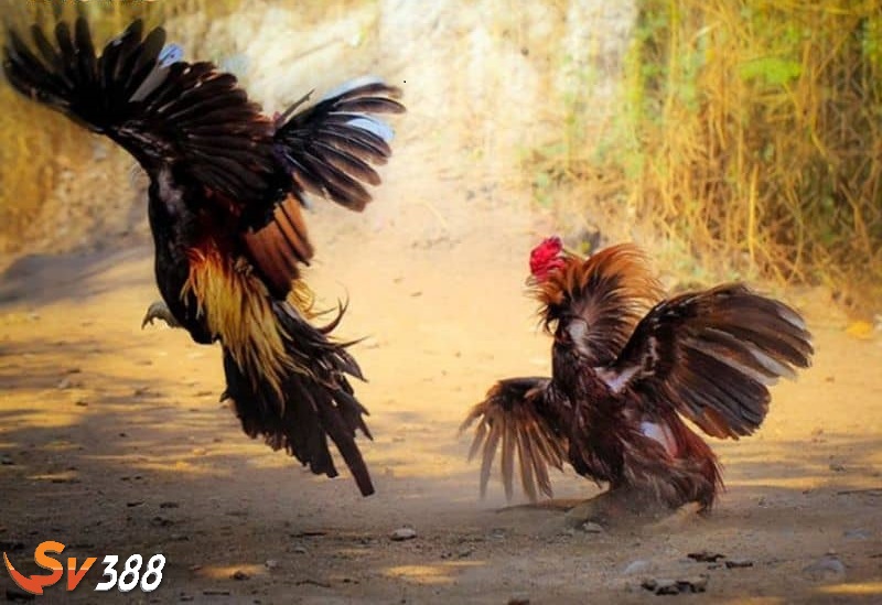 Cáp độ gà để tăng cường khả năng thi đấu Cáp độ gà để tăng cường khả năng thi đấu