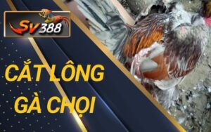 Cắt lông gà chọi