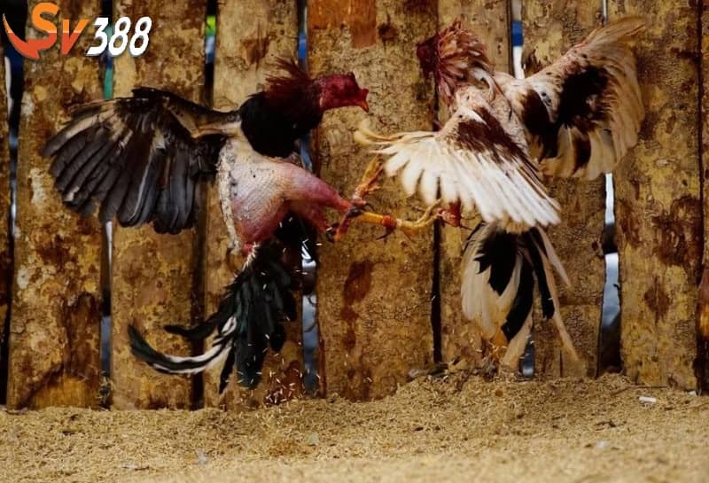 Chơi chấp cựa được áp dụng trong đá gà cựa sắt Chơi chấp cựa được áp dụng trong đá gà cựa sắt