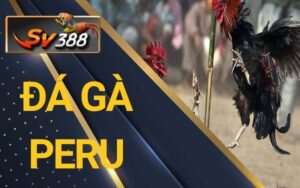 Đá gà Peru