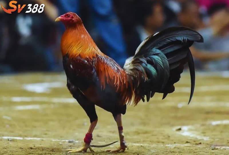 Đá gà Peru cựa dao được gắn thêm cựa dao tăng thêm phần sát thương Đá gà Peru cựa dao được gắn thêm cựa dao tăng thêm phần sát thương