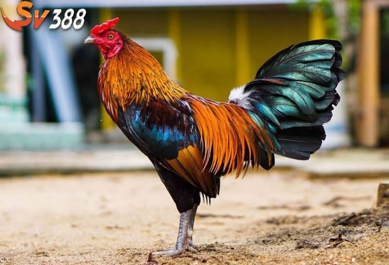 Đảm bảo nơi ở khi chăm sóc gà bị cựa phải thoáng Đảm bảo nơi ở khi chăm sóc gà bị cựa phải thoáng
