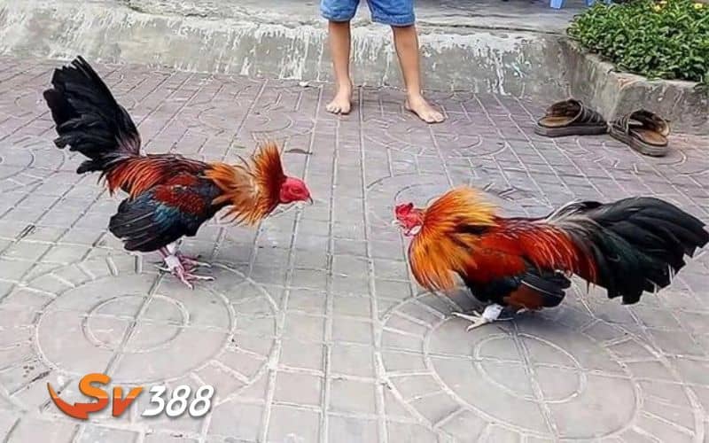 Gà đá bo lớn là những chiến kê có thân hình vạm vỡ và lối đá hay Gà đá bo lớn là những chiến kê có thân hình vạm vỡ và lối đá hay