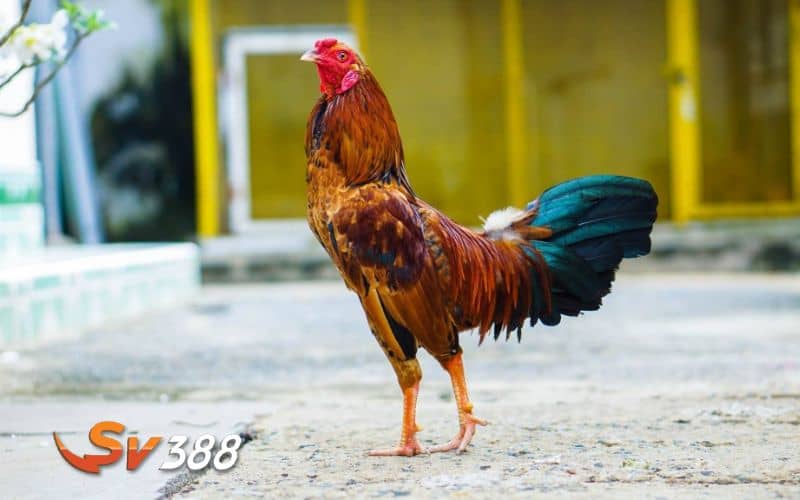 Gà đá bo lớn phải cần có sức khỏe tốt qua việc hấp thụ dinh dưỡng hiệu quả Gà đá bo lớn phải cần có sức khỏe tốt qua việc hấp thụ dinh dưỡng hiệu quả