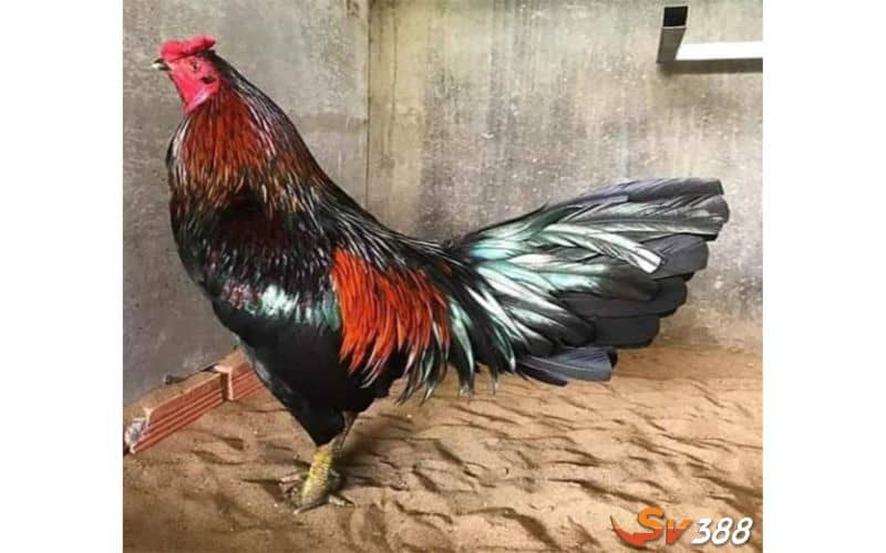 Gà danh xanh mồng trích từng đá xổ tiền tỷ Gà danh xanh mồng trích từng đá xổ tiền tỷ
