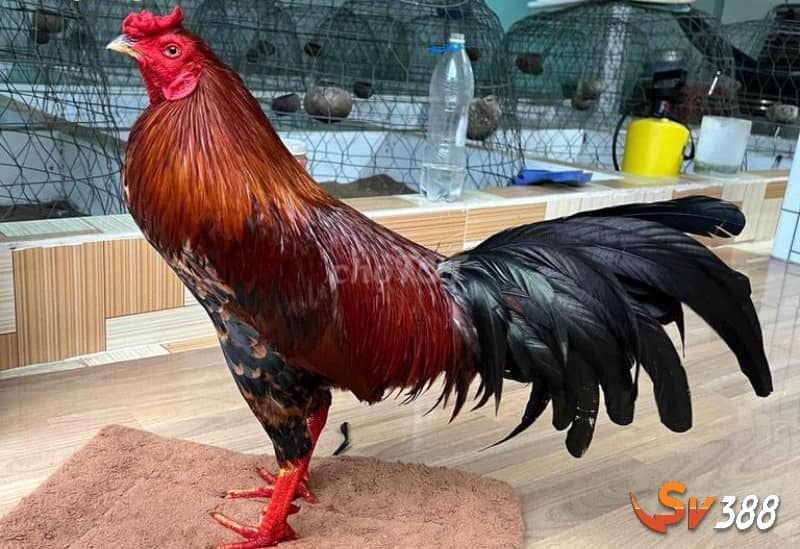 Gà mồng trích di chuyển nhanh nhẹn và ra đòn hiểm Gà mồng trích di chuyển nhanh nhẹn và ra đòn hiểm