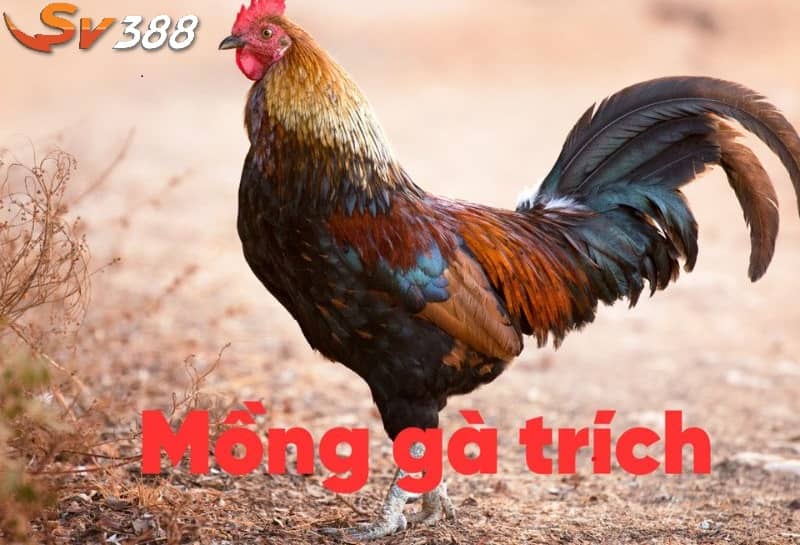 Gà mồng trích sở hữu mồng nhỏ và có sức khỏe tốt Gà mồng trích sở hữu mồng nhỏ và có sức khỏe tốt