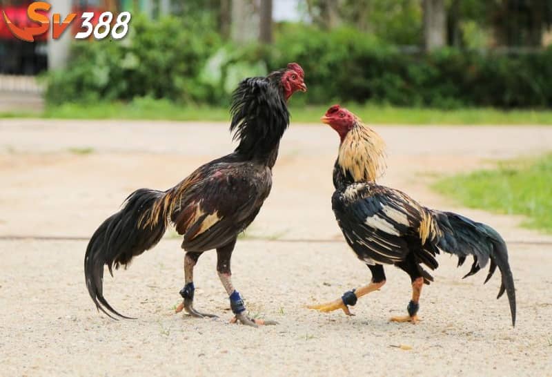 Hình thức chấp bạc khi đá gà tre Hình thức chấp bạc khi đá gà tre