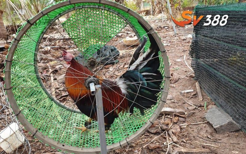 Huấn luyện gà với những bài tập thể lực và vần đòn Huấn luyện gà với những bài tập thể lực và vần đòn