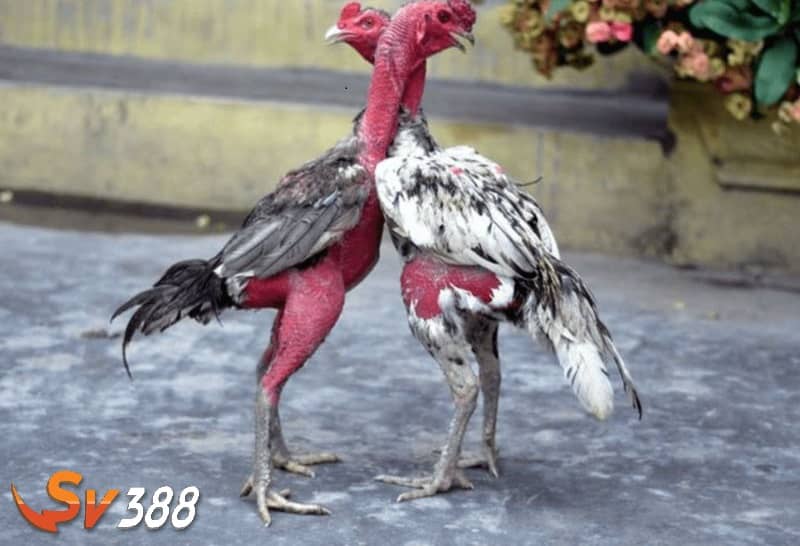 Khi gà không được tỉa lông sẽ dễ tích tụ những vi khuẩn ở phần lông dày Khi gà không được tỉa lông sẽ dễ tích tụ những vi khuẩn ở phần lông dày