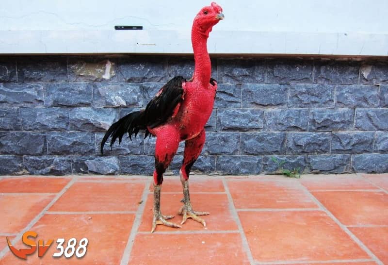 không nên vào nghệ cho gà chọi liên tục không nên vào nghệ cho gà chọi liên tục