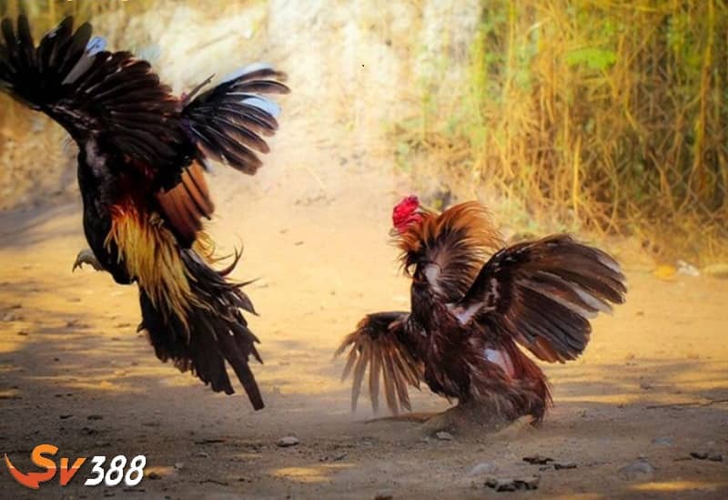 Lựa chọn hình thức chấp phù hợp cho chiến kê Lựa chọn hình thức chấp phù hợp cho chiến kê