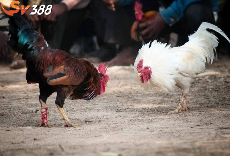 Mỗi trận đấu đá gà Peru chỉ diễn ra trong thời gian ngắn Mỗi trận đấu đá gà Peru chỉ diễn ra trong thời gian ngắn