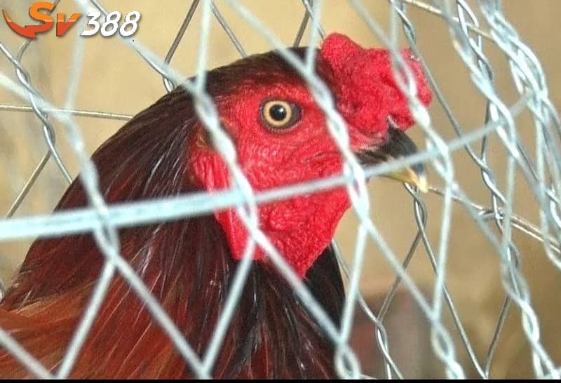 Nên lựa chọn gà mồng trích khi thi đấu Nên lựa chọn gà mồng trích khi thi đấu