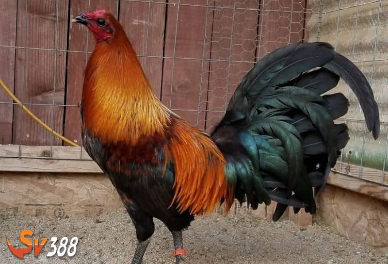 Nên nắm rõ cách chơi và quản lý vốn khi đặt cược đá gà cựa dao Nên nắm rõ cách chơi và quản lý vốn khi đặt cược đá gà cựa dao