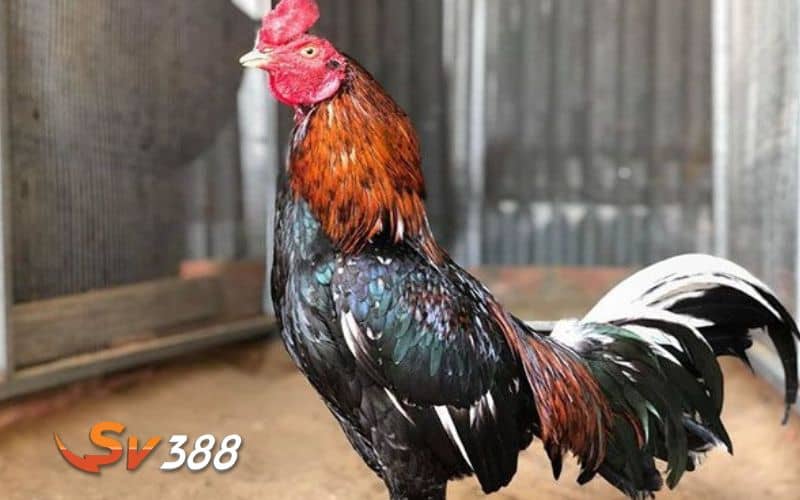 Ngoại hình gà đá bo lớn săn chắc nở nang Ngoại hình gà đá bo lớn săn chắc nở nang