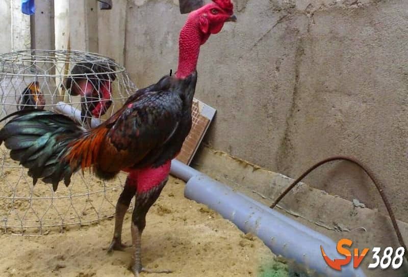 Phơi nắng để đảm bảo nghệ hoàn toàn khô hết Phơi nắng để đảm bảo nghệ hoàn toàn khô hết