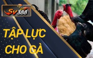 Tập lực cho gà