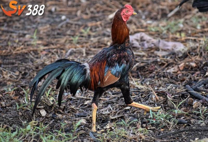 Tập lực cho gà đá giúp chiến kê khỏe mạnh và có đòn đá tốt