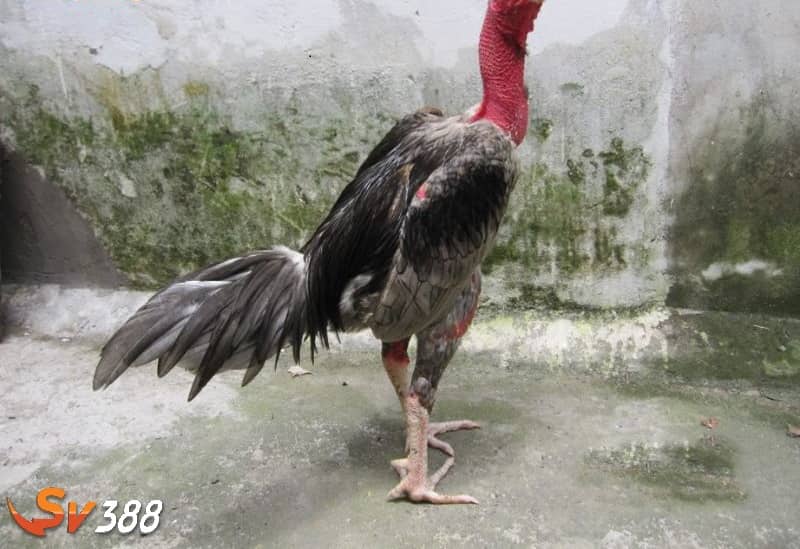 Thời điểm thích hợp khi cắt lông gà chọi là vào khoảng 1 năm tuổi Thời điểm thích hợp khi cắt lông gà chọi là vào khoảng 1 năm tuổi