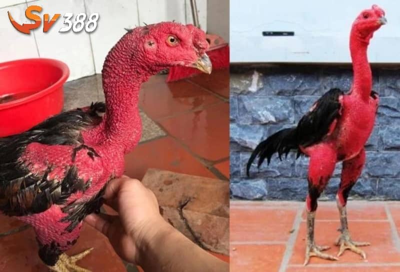 Vào nghệ cho gà chọi giúp da dày hơn và nâng cao sức đề kháng Vào nghệ cho gà chọi giúp da dày hơn và nâng cao sức đề kháng