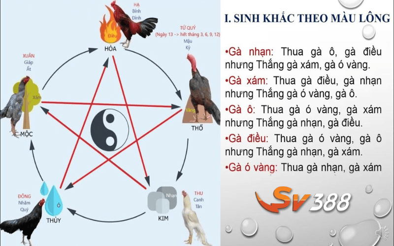 Xem ngày đá gà dựa trên yếu tố ngũ hành tương sinh tương khắc Xem ngày đá gà dựa trên yếu tố ngũ hành tương sinh tương khắc