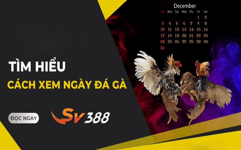 Xem ngày đá gà nâng cao cơ hội chiến thắng Xem ngày đá gà nâng cao cơ hội chiến thắng