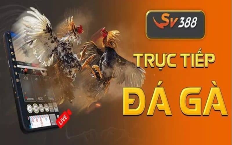 Xem trực tiếp đá gà Thomo tại SV388 có nhiều ưu điểm Xem trực tiếp đá gà Thomo tại SV388 có nhiều ưu điểm